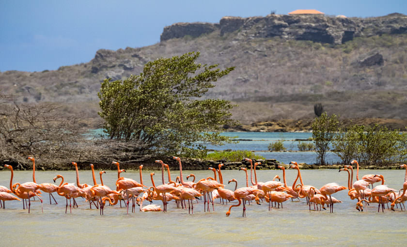 Flamingo's op Curaçao