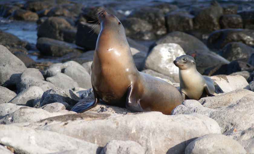 Zeehonden op Galapagos