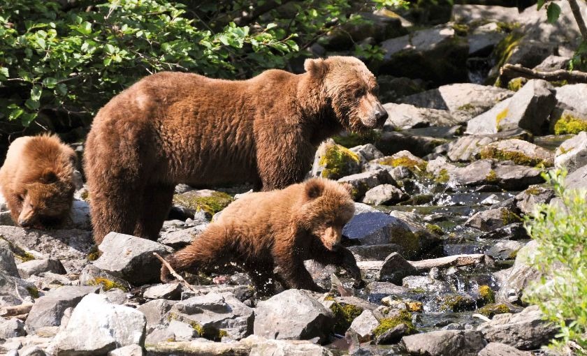 Bruine beer met jonkies in Canada